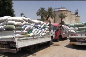 سوهاج تعادل إجمالي توريد قمح العام الماضي وتتوقع بلوغ 200 ألف طن بحلول أغسطس