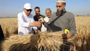 توريد 512 ألف طن من القمح بالمنيا