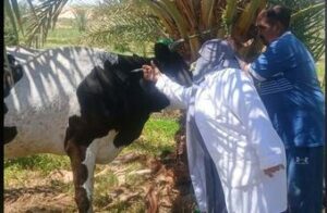 محافظ الجيزة: تحصين 227 ألف رأس ماشية ضمن الحملة القومية للتحصين ضد الأمراض