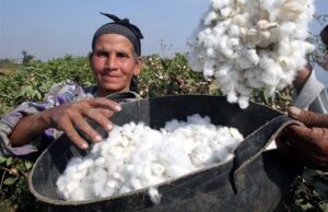 الإحصاء: استهلاك الأقطان المحلية يقفز 69.6% خلال موسم 2025