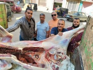 ضبط عجل مذبوح خارج المجازر الحكومية ومصاب باليرقان في منفلوط بأسيوط