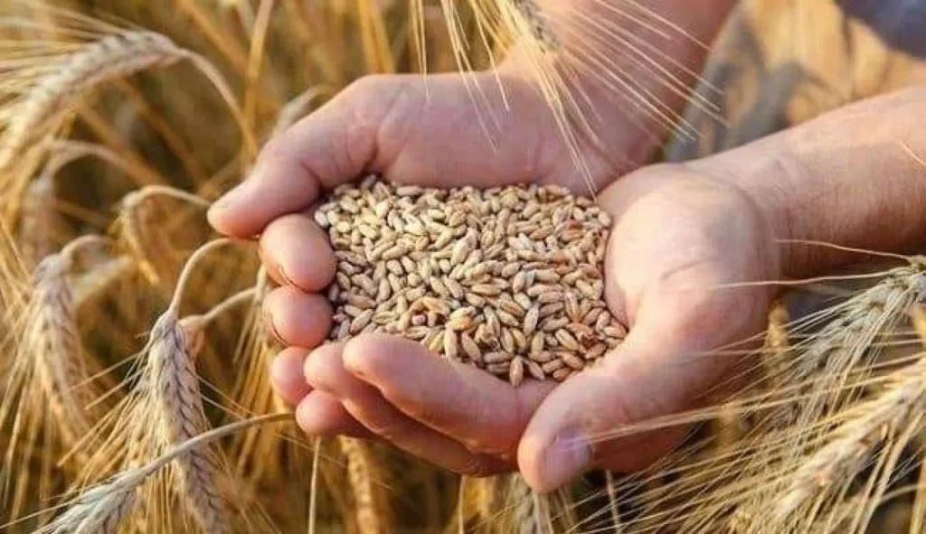 من القمح إلى التكنولوجيا.. مصر تبني منظومة أمن غذائي جديدة لمواجهة أزمات العالم