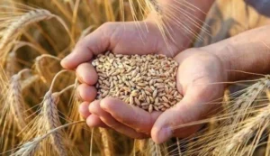 من القمح إلى التكنولوجيا.. مصر تبني منظومة أمن غذائي جديدة لمواجهة أزمات العالم